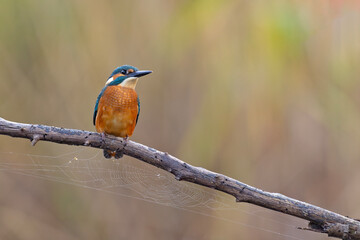 Zimorodek (Alcedo atthis) © Grzegorz
