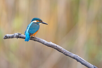 Zimorodek (Alcedo atthis) © Grzegorz