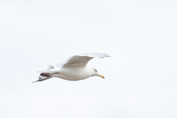 A Herring Gull Flies along the New Jersey Coast during fall