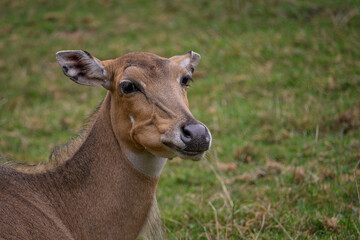 An adult antelope with no horns is chewing grass.
