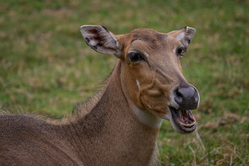 Obraz premium An adult antelope with no horns is chewing grass. 