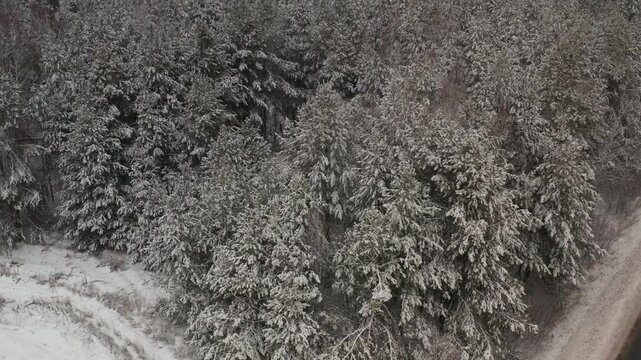 Snow gently falling on a peaceful forest landscape during a cloudy winter day