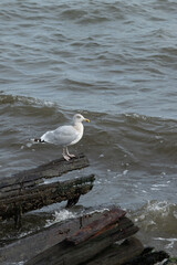 A Herring Gull Stands on driftwood along the coast in New Jersey