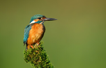 European Kingfisher ( Alcedo atthis ) close up