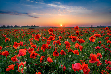 Beautiful summer sunset over poppy field