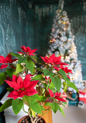 vibrant red poinsettias and Christmas lights in background