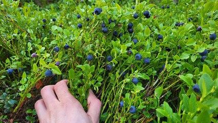 A hand holds abundant blueberry bushes