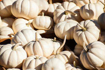 A group of white pumpkins 