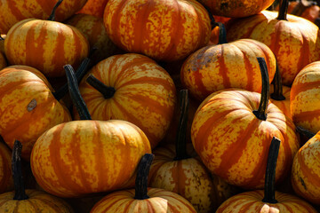 A pile of orange and yellow pumpkins 