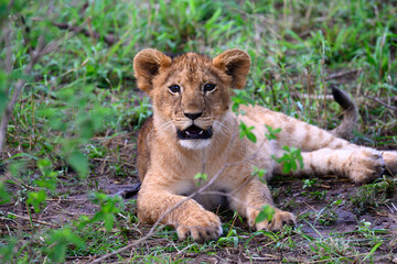 lion cub in the grass