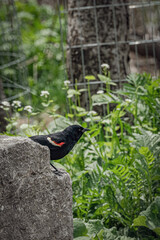 red winged blackbird