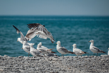 seagulls on the beach