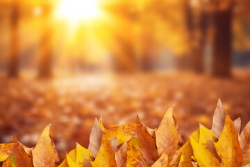 Orange fall leaves in autumn natural background