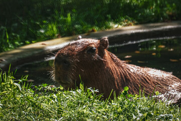 capybara