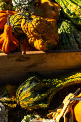 Multi Colored Squashes in a wooden box 