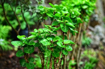 plant in the garden