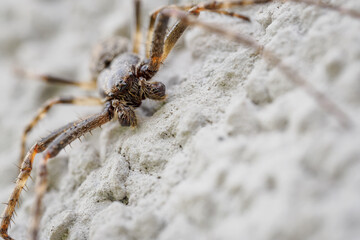 Spider outdoors on white plaster.
