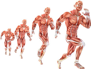Running man anatomy. Detailed anatomical illustration.