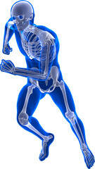 Running male human skeleton. Detailed anatomical illustration
