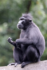 Fototapeta premium Crested Macaque (Macaca Nigra) in natural habitat