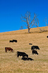 Une dizaine de bêtes occupées à se nourrir sur une colline parsemée d'arbres. Vue verticale (portrait)