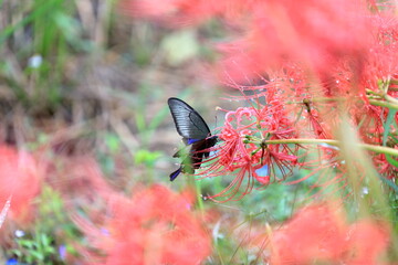 彼岸花と蝶