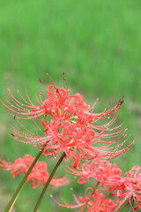 彼岸花