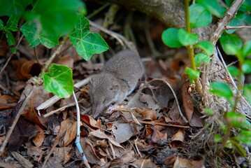 Pygmy Shrew in Wild Grass: Pale Grey-Brown Fur and Long Hairy Tail