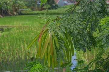 Obraz premium Lamtoro, kemlandingan, petai selong or petai cina (Leucaena leucocephala) as food and alternative herbal medicine