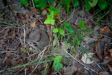 Pygmy Shrew in Wild Grass: Pale Grey-Brown Fur and Long Hairy Tail