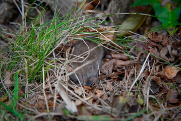 Pygmy Shrew in Wild Grass: Pale Grey-Brown Fur and Long Hairy Tail
