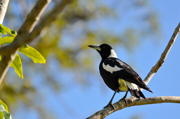 Individu perché sur une branche dans une position attentive.