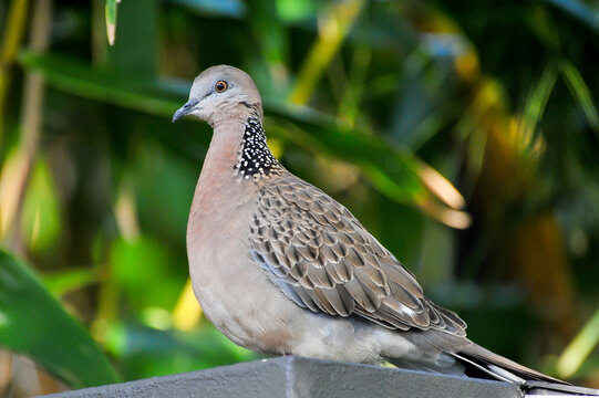 Plan serr&eacute; sur cet oiseau pos&eacute; sur un mobilier urbain.