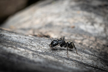 Black ant's path paved with pheromones on fallen tree