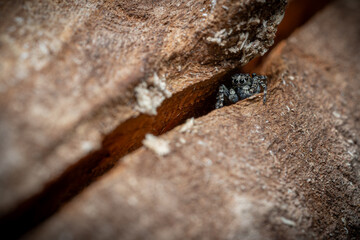A jumping spider hides in a crevice