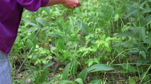 Woman in nature picks herbs in slow motion, showcasing the beauty of foraging among vibrant green plants under sunlight. Selective focus