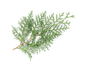 Christmas branch on white background