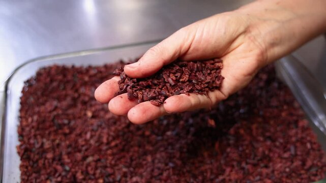 Artisan hand delicately examining raw cacao nibs in a large tray, highlighting the initial stage of chocolate production. Close up footage showcases texture and detail. Selective focus