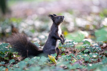 Curious Squirrel Standing in a Sunlit Forest Clearing