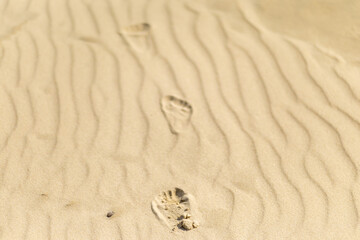 Footprints in smooth sand showcasing tranquil beach patterns during bright daylight