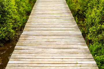 A wooden pathway through lush greenery during a sunny day in a tranquil nature reserve