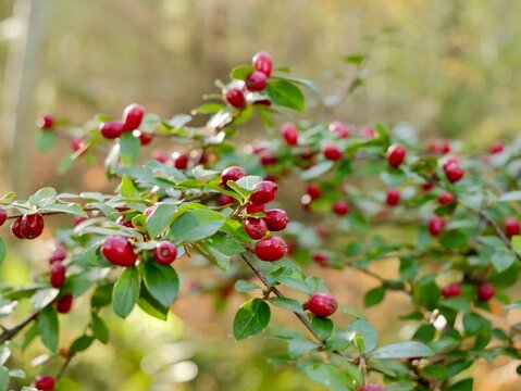 Red berries on a bush of the spreading cotoneaster (Cotoneaster divaricatus).  It is native to China, and has been introduced to Canada, US, Europe, Kenya, New Zealand. Sweden