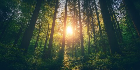 Sunlight through the trees in a dark forest, low angle perspective
