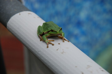 A green frog sits on the edge of a pool. An amphibian sits on a white plastic pipe. The frog has a bright green body on top and a brown belly. Black eyes, three long toes on each paw.