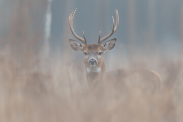 Fototapeta premium deer in the forest