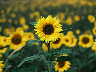 Obraz premium ひまわり