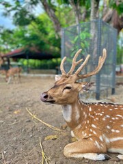 close up view of a deer sitting