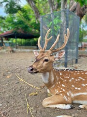 close up view of a deer sitting
