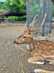 close up view of a deer sitting