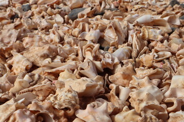 Shell Cemetery Beach, Santa Maria, Sal, Cape Verde, Africa: Beach made of shells next to the sea, close up, texture